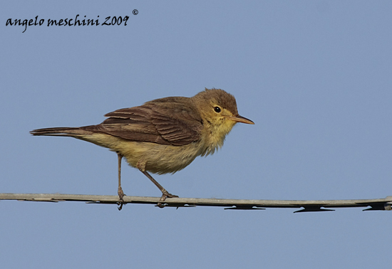 Canapino ritrattino.